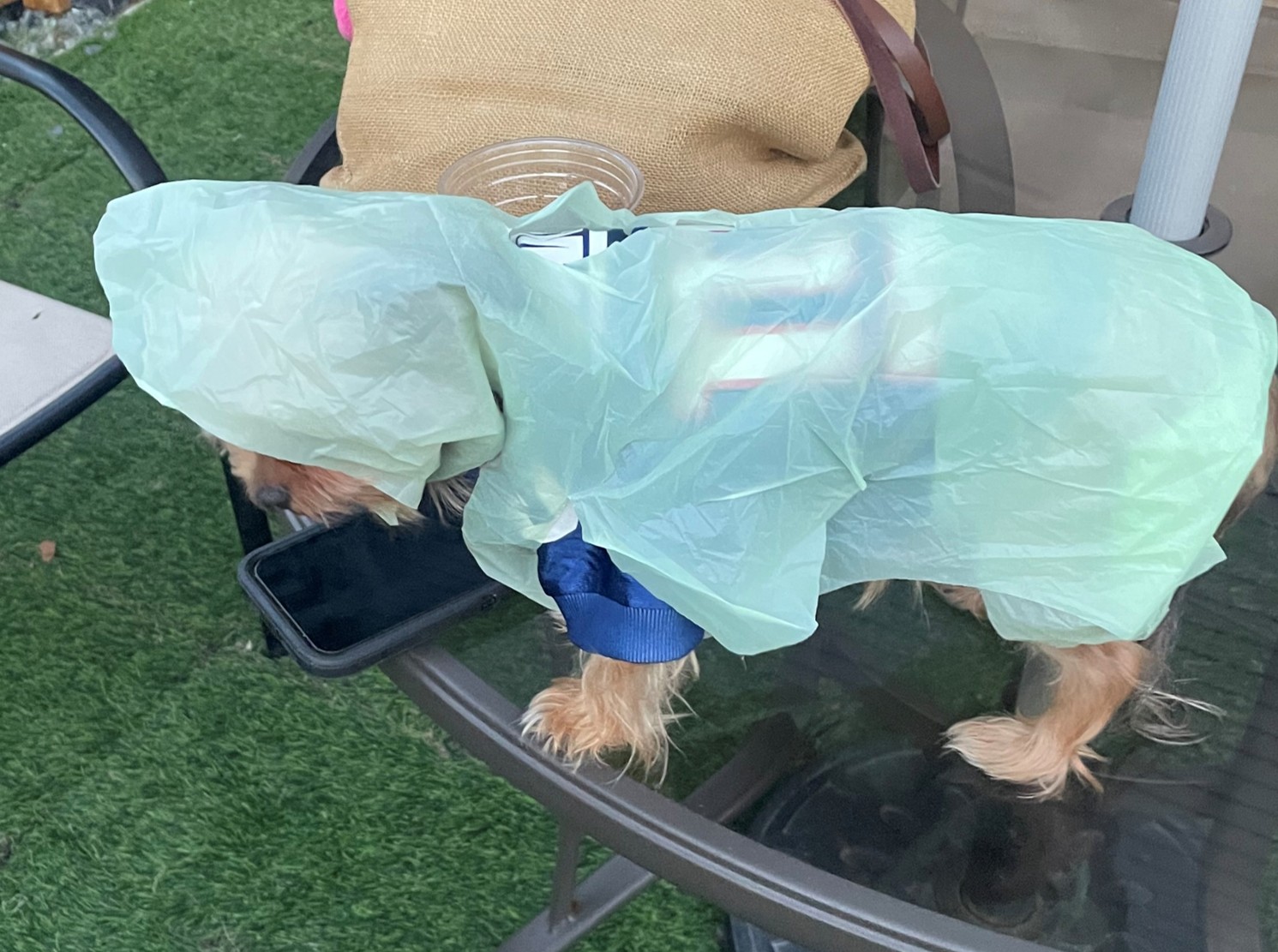 Dog wearing PAWNCHO raincoat