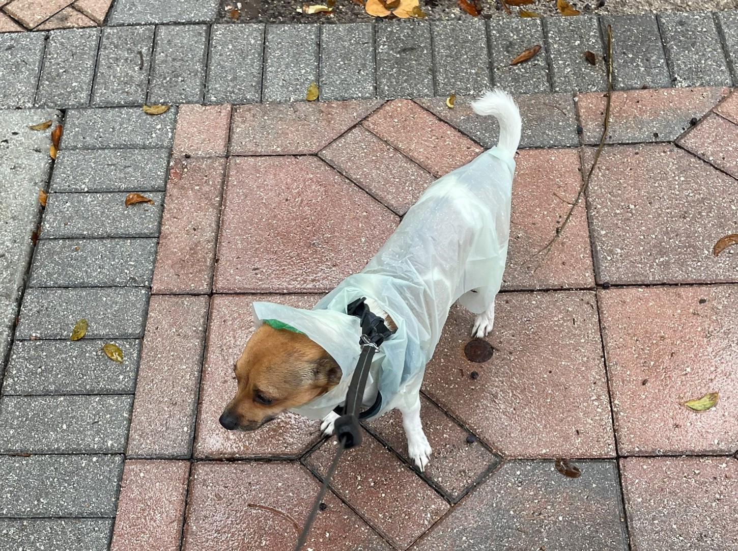 Dog walking comfortably wearing PAWNCHO