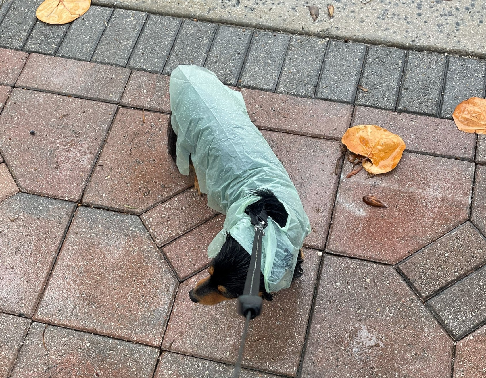 Dog moving freely in light rain wearing PAWNCHO