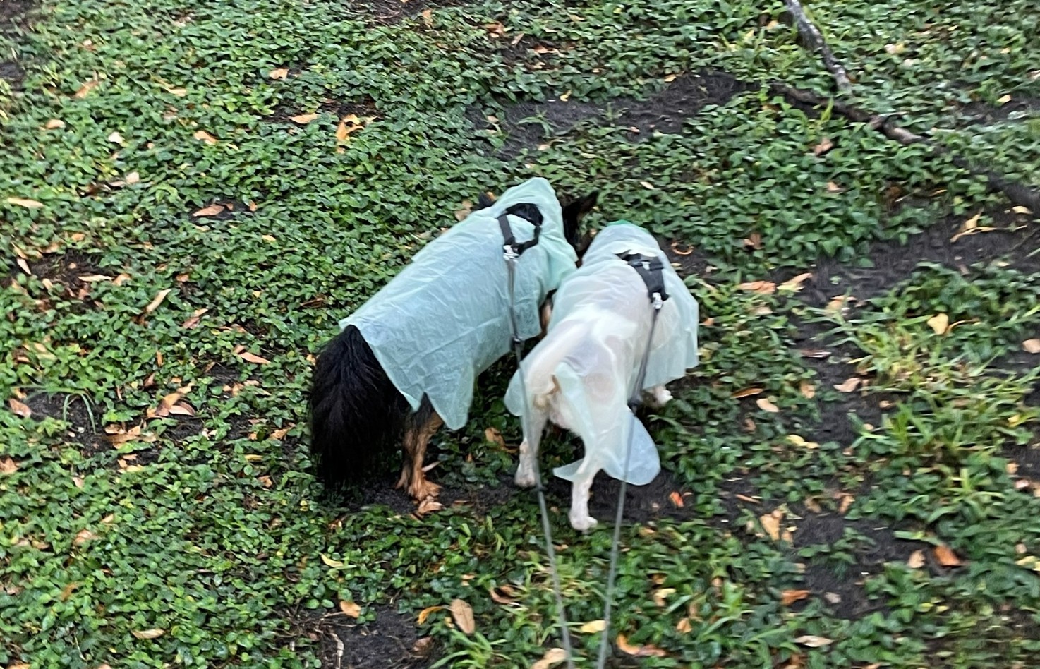 Two dogs wearing PAWNCHO during a walk