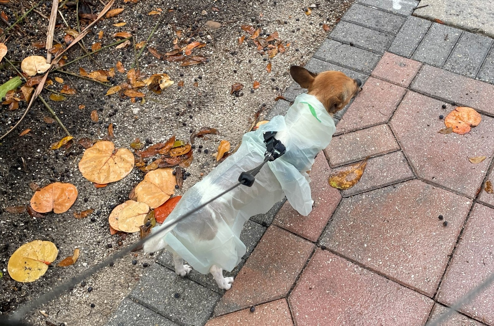 Dog wearing PAWNCHO from behind during a walk