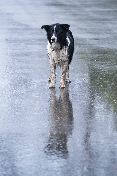 Wet dog in the rain