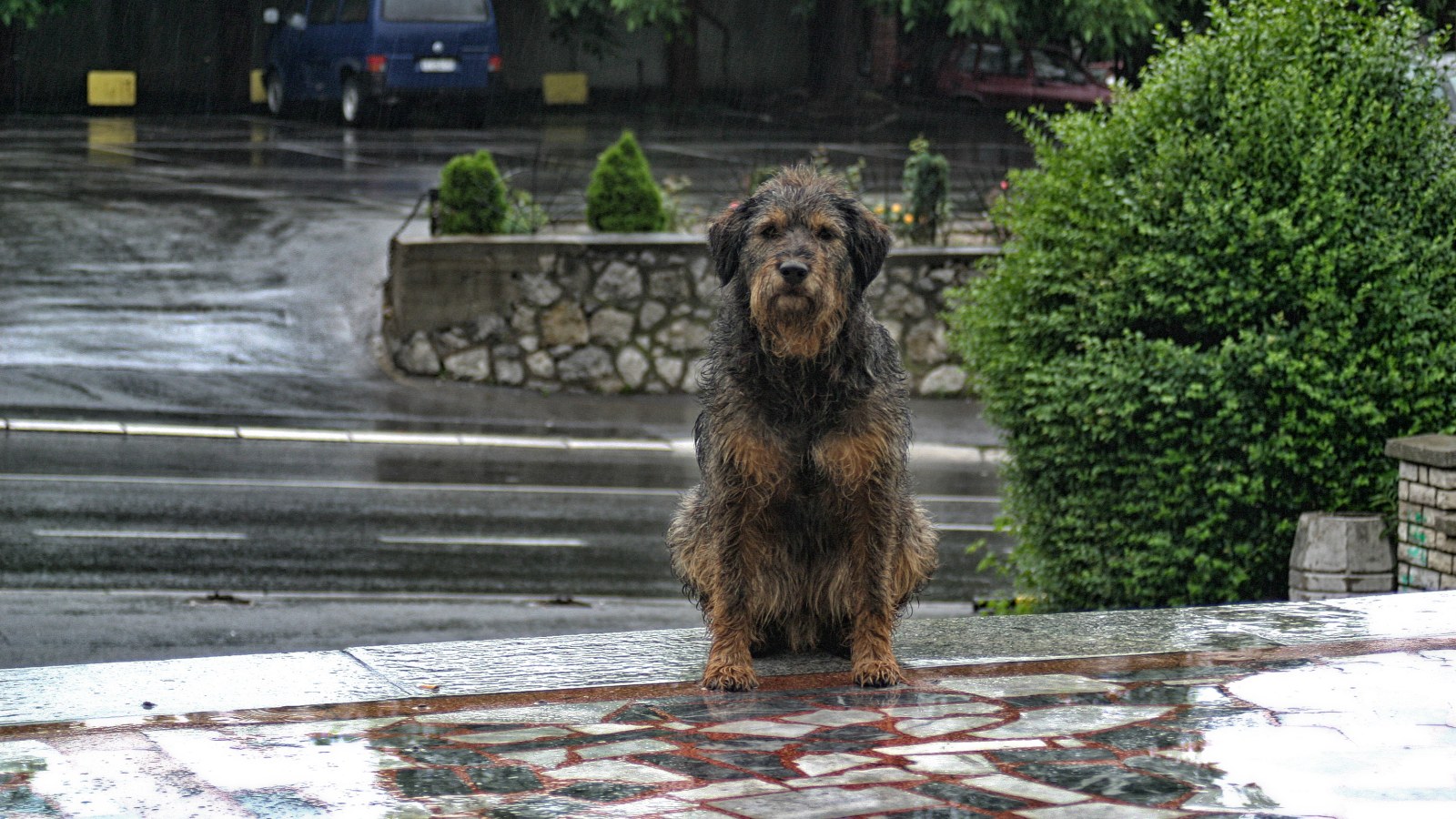 Wet dog paused during a walk