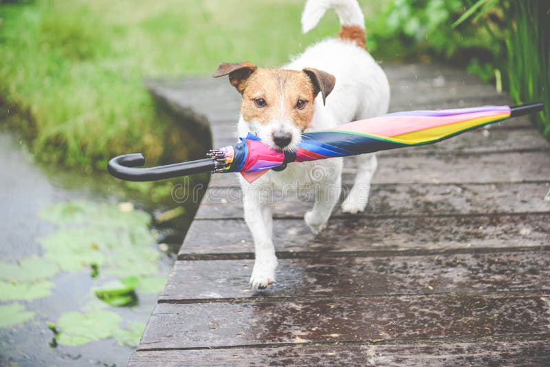 Dog carrying umbrella during walk