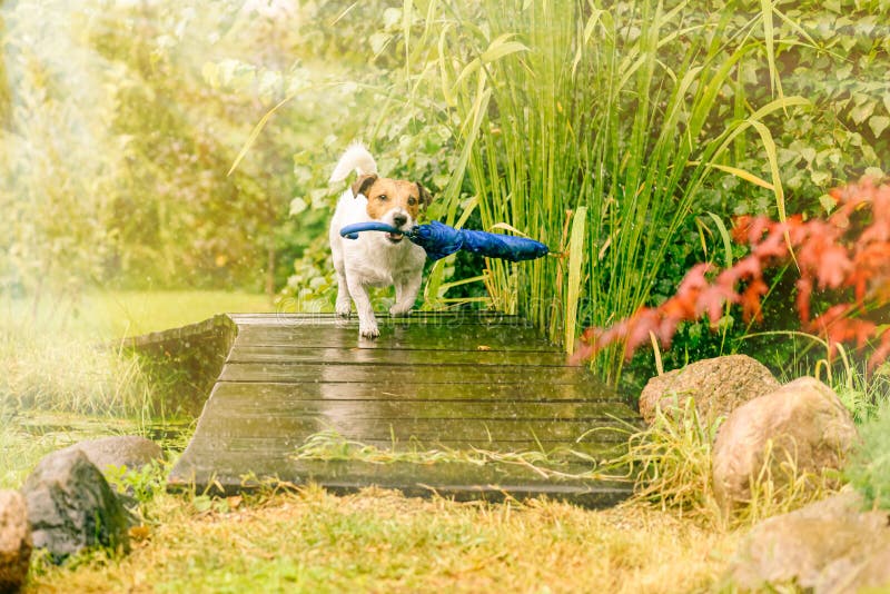 Owner and dog watching rain through window